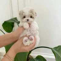 پوشیدل خانگی|سگ|تهران, مرزداران|دیوار