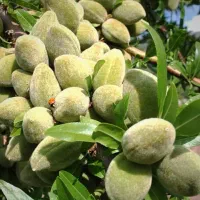 نهالستان پالیز دارای ارقام متنوع نهال های پربار|خدمات باغبانی و درختکاری|قره ضیاالدین, |دیوار