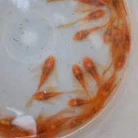 انواع کتفیش سوپر باله و باله کوتاه و شارک|ماهی|شیراز, گلشن|دیوار