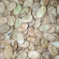 باقلا نیمه پزا