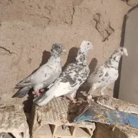 کبوترمقبول|پرنده|بجنورد, |دیوار