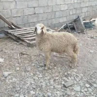 بره ماده