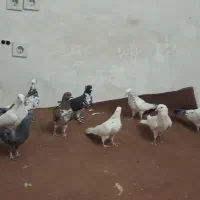 کبوتر ساختمان بلند
