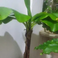 گل و گیاه|گل و گیاه طبیعی|قم, باجک یک|دیوار