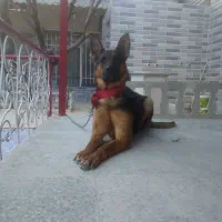 ژرمن ماده اصیل