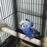 جفت مرغ عشق پروانه ای جوجه جمع کن