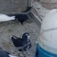 پرستو افشون شرط دور .معاوزه هم دارم با کبوتر ابلغ