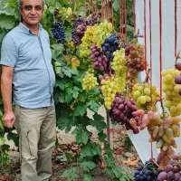 نهال انگور لوکس و کمیاب