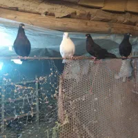 کبوتر اراکی زاغ و طوقی|پرنده|شهرضا, |دیوار