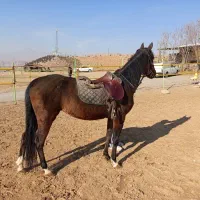 اسب کرد عرب|اسب و تجهیزات اسبسواری|تبریز, |دیوار