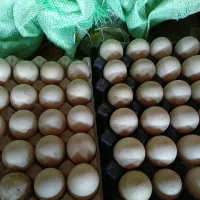 تخم اردک اسرائیلی نطفه دار تازه