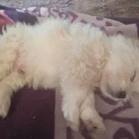 توله شیتزو تریر