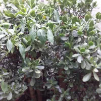 گل طبیعی|گل و گیاه طبیعی|رشت, سعدی (تختی)|دیوار