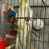 عروس هلندی ماده بالغ