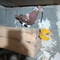 ماده میلمنز|پرنده|شبانکاره, |دیوار