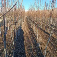 نهال درخت گردو