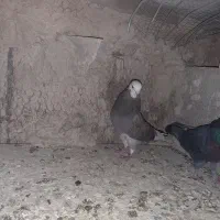 کبوتران پرشی تضمینی خوش رنگ