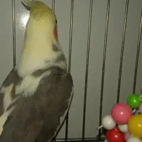 عروس هلندی نر و ماده همراه با تخم|پرنده|بوکان, |دیوار