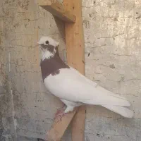 طوقی سرخ