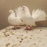 کبوتر فروشی|پرنده|ساری, |دیوار