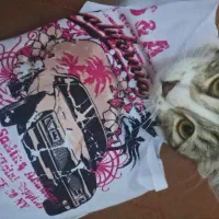 گربه DSH ماده|گربه|تهران, جیحون|دیوار