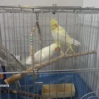 ۳عددعروس هلندی