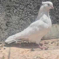 اراکی و آبادانی|پرنده|اصفهان, بوستان کوهستانی صفه|دیوار