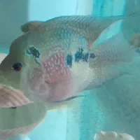 ماهی های گل چین