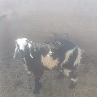 بره نر