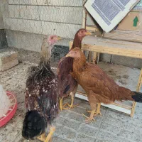 جوجه لاری وبرهما