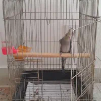 عروس هلندی ۴ماهه دستی|پرنده|بجنورد, |دیوار