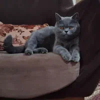 اسکاتیش نر آماده جفت گیری