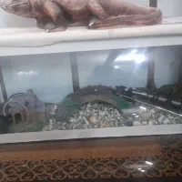 اکواریوم