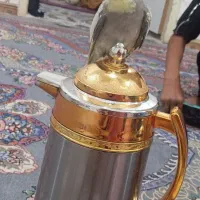 عروس پاریس|پرنده|اهواز, امانیه|دیوار