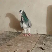 نر دمگیر ماده زاغ ابادانی|پرنده|شاهین‌شهر, خانه کارگر|دیوار