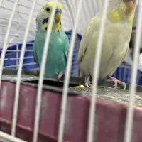 مرغ عشق چشم شرابی|پرنده|بانه, |دیوار