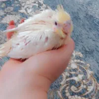 عروس هلندی سرولاکی
