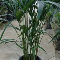 سرخس سرسبز|گل و گیاه طبیعی|فردیس, شهرک ارم|دیوار