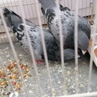 کبوتر|پرنده|سبزوار, جوادیه شرقی|دیوار