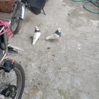 کفتر طوقی|پرنده|شیراز, جوادیه|دیوار