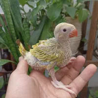 جوجه ملنگو اوپال خاص|پرنده|شیراز, مسلم|دیوار