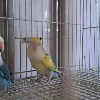 پرنده طوطی کوتوله|پرنده|تربت‌حیدریه, آسایش|دیوار
