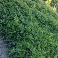 شیتیل نشا گوجه