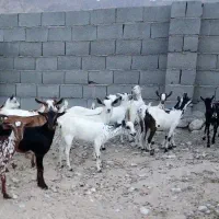 همه تعداد صلاله