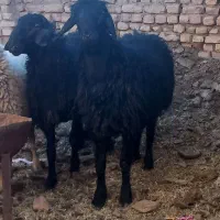 بره نر برا قوچ از پدر و مادر هترو|حیوانات مزرعه|گلپایگان, |دیوار