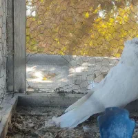 کبوتر پرشی|پرنده|گلپایگان, |دیوار