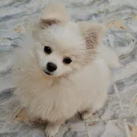 سگ پامر خرسی