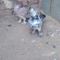 کبوتر کاشانی