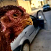 لاری نوک توتی