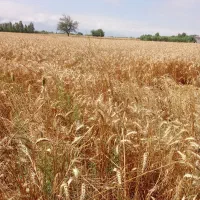 فروش-زمین-متری-به-مساحت-400مترمربع-مسکونی